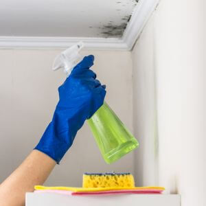 mold removal near me
