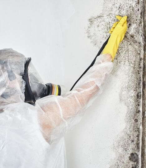 mold removal company